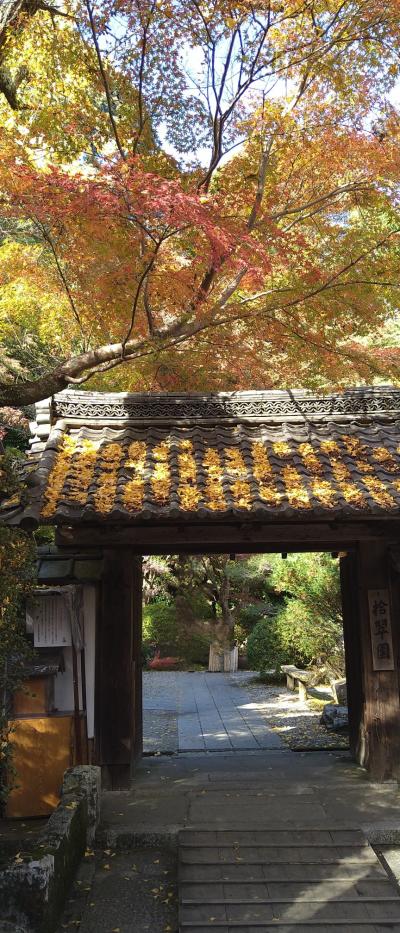 滋賀県の名刹「石山寺の紅葉」～情報では「色づき始め」それでも見応え十分でした！～