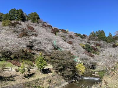 紅葉には早く再挑戦となった豊田市小原の四季桜まつり、『桜と紅葉の共演』