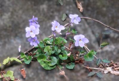 「ばーば、オハナヲ　トッテハダメヨ。　オハナハ　ミルダケヨ」