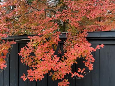 2024秋 秋田3:後生掛温泉、田沢湖、角館