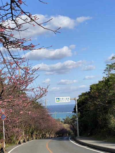 日本一早い桜を見に。