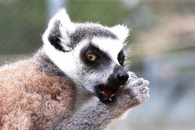 日本モンキーセンターでおサルを堪能！新幹線乗車前にひつまぶしで帰途