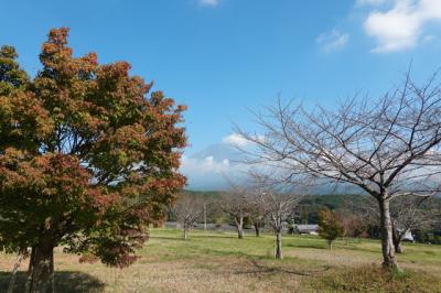 大石寺境内を散歩して来ました 2024.11.13