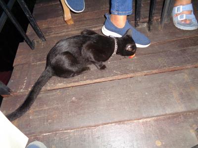 猫探し【タイ】バーンセーンビーチとその周辺 編