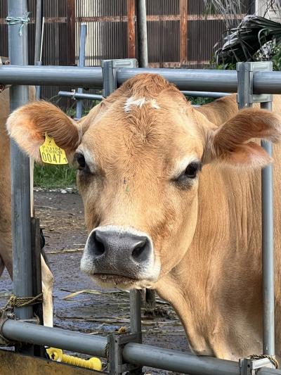 八丈島 2泊3日 ひとり旅 9月