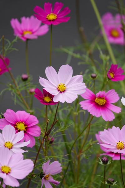 さわやかウォーキング 沼津 (幻日のヨハネ-SUNSHINE in the MIRROR)JR東海