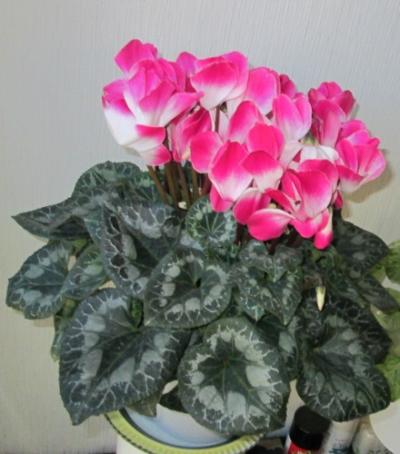 我が家の 花めぐり