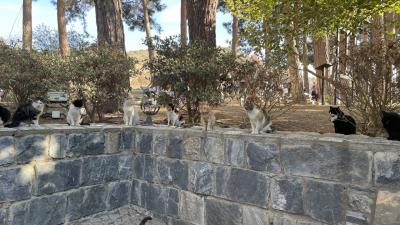 夫婦でツアー参加⭐︎優雅なトルコ10日間の旅⭐︎③ 5日目、6日目