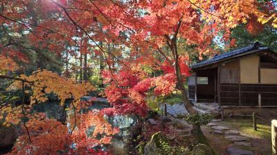 2024年11月24～新潟 豪商宅の国指定名勝庭園～石油王庭園～新発田藩大名屋敷の紅葉 後半編