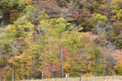 JR山田線沿線の絶景紅葉 2024～JR山田線振替輸送の「106急行バス」から～（岩手）