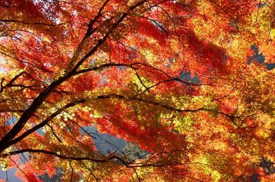 団塊夫婦の日本紅葉巡りの旅(2024愛知）－往復夜行バスで香嵐渓へ