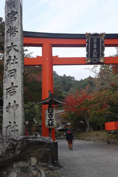 欧州旅行で痛めた脚も治り、正座が可能になったので日吉大社献茶式へ・と・わら天神宮へ孫の宮参り