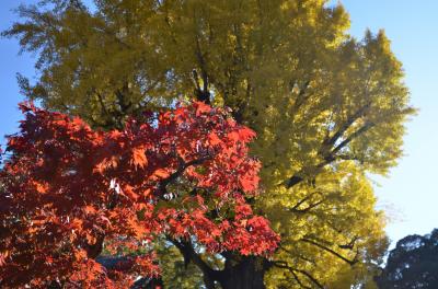 昨年の紅葉を投稿させて頂きます。（丹波篠山を諦め、近くの「清荒神」さんに、紅葉を見に行きました。）