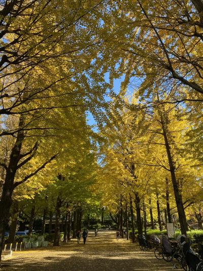 2024年11月　城北中央公園の紅葉
