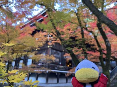 2024京都の紅葉に行ってきました。