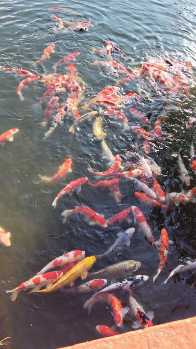 四国ぐるっと全周の旅6日目(最終日)2024/11/20