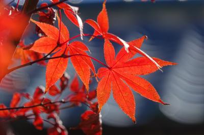 箱根もみじ巡り2024 (箱根美術館・箱根強羅公園) 