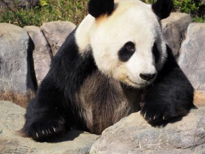 ありがとう☆リーリー＆シンシン＠上野動物園　思い出いっぱいのパパ＆ママパンダにお別れを
