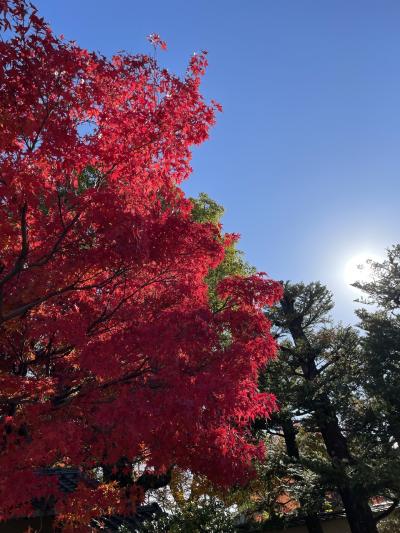 紅葉巡り2024① ひたすら歩いて紅葉満喫