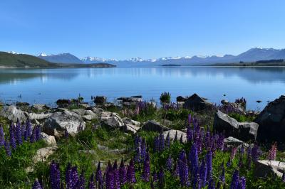 春のニュージーランド（テカポ湖・マウントクック）　母娘旅行③