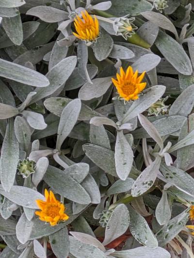 " 自称 ” オーストラリア絶景マニアが走る西オーストラリア < スワンバレー >