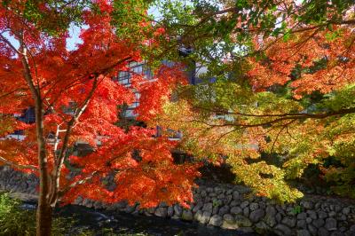 修善寺温泉紅葉巡り2024