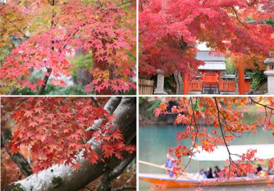 錦秋の京都　紅葉巡り②天龍寺・宝厳院・嵯峨嵐山周辺