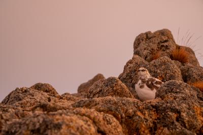 駆け込みの北アルプス、燕山荘でテント泊。
