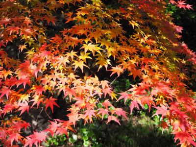 関西花の寺の應聖寺へ