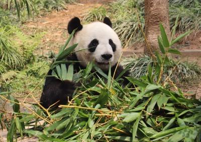 マカオ航空で行く、コロアン地区の大熊猫館とタイパ島を歩く旅（３）