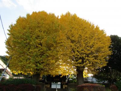 福聚山 盛徳寺の2本の銀杏が見事です