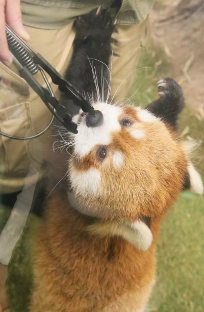 伊豆遠征は優雅な宿泊と豪華な夕食も楽しみなドライブ旅行（３）伊豆シャボテンいろいろ：レッサーパンダに大満足～生後１週間のカピバラベビー見逃す