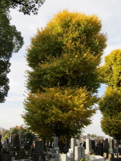 大島山 善了寺(横浜市戸塚区矢部町125)の銀杏の木々