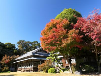 「つつじが岡第二公園」の紅葉_2024_枯れ進んでいて”見頃過ぎ”の印象でした（館林市）