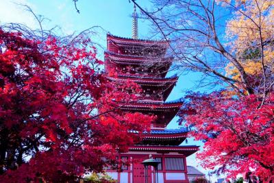 本土寺の紅葉&#127809;