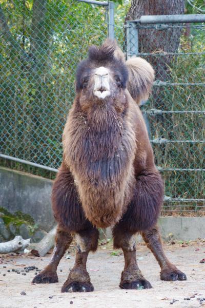 レッサーパンダはかわゆい !!! 八木山動物公園
