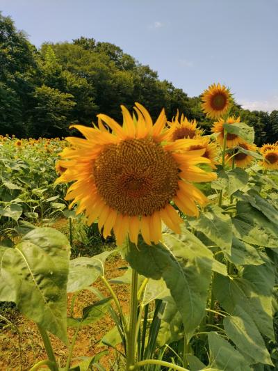 【忘備録】佐倉里山自然公園　ひまわり畑