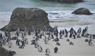 南ア・ペンギンコロニー