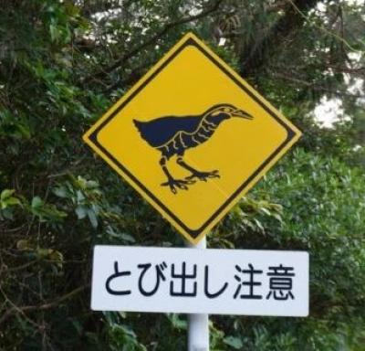 旅日記 沖縄へ レンタカーで北部へ 2日目 ヤンバルクイナのクー太君♪
