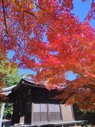 毘沙門堂　安祥寺　山科の紅葉　12月でも紅葉真っ盛りの京都１
