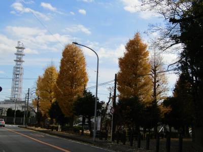 烏森公園の銀杏並木