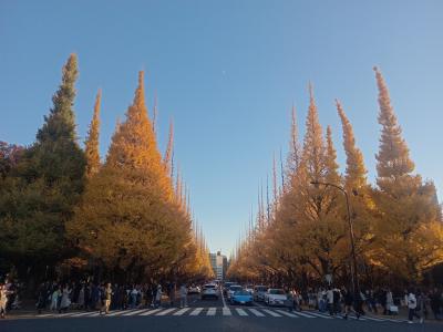 東京２０２４紅葉　【２】神宮外苑