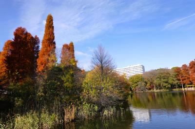 武蔵野の紅葉2024～三鷹駅から風の散歩道を歩いて井の頭恩賜公園へ