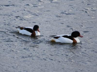 天然温泉ホテルルートイン米子に宿泊して7度目の米子水鳥公園でバードウォッチング、ツクシガモと初逢瀬