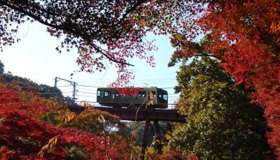 ケーブルカーで行く神社 石清水八幡宮、神應寺 12月でも紅葉真っ盛りの京都7