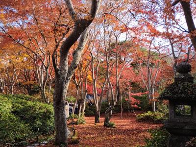 天龍寺 大河内山荘 嵐山も紅葉の盛り 12月でも紅葉真っ盛りの京都4
