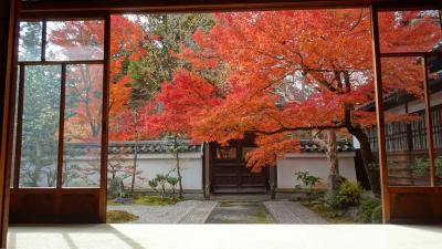 京都紅葉穴場 真如堂、金戒光明寺、栄摂院 12月でも紅葉真っ盛りの京都5