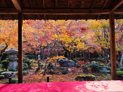 詩仙堂、圓光寺、曼殊院門跡 12月でも紅葉真っ盛りの京都6