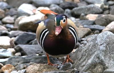 鴛鴦がいっぱい4度目のオシドリ観察小屋訪問、ヤマセミがいると云うので早速出撃しましたが初逢瀬叶わず