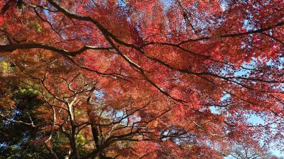 2024年12月8日～千葉県で紅葉狩りまだまだ見頃でした野田～千葉市～松戸　京成ホテルミラマーレ2泊